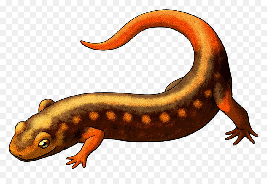 Lézard，Reptile PNG