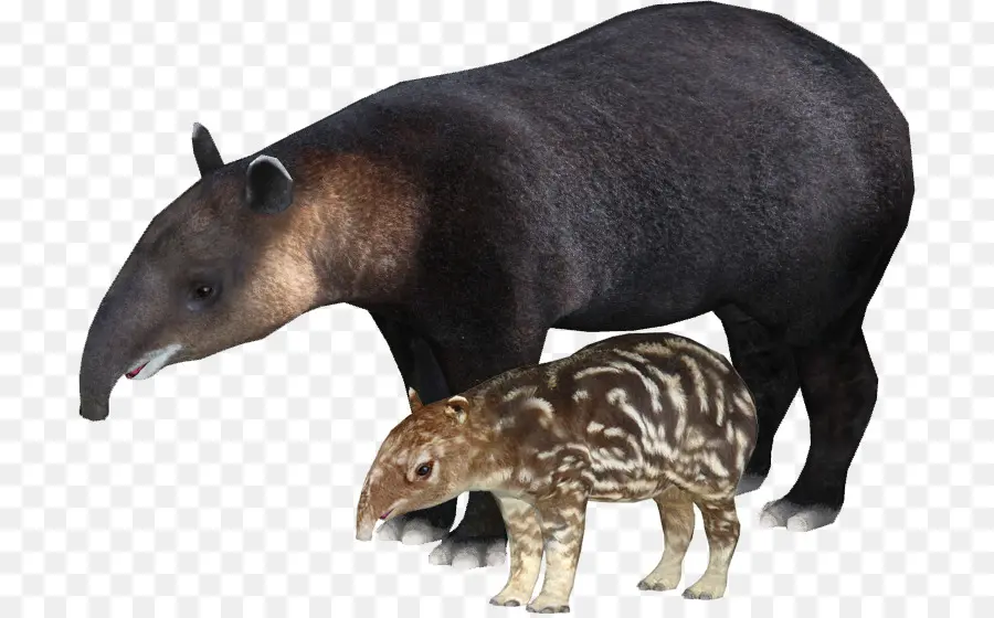 Tapir，Mère PNG