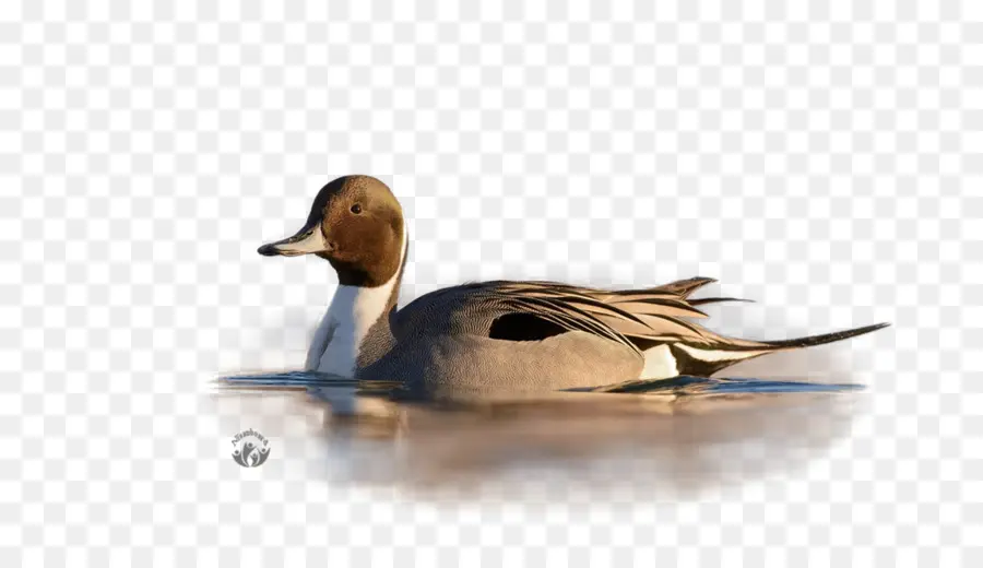 Canard，Sauvagine PNG