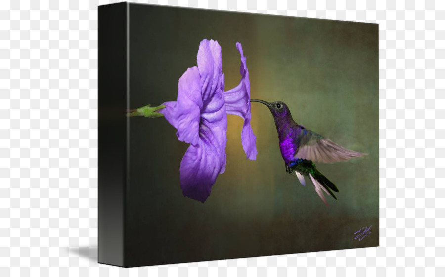 Colibri，L Impression Sur Toile PNG