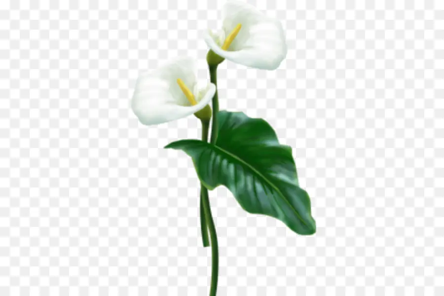 Fleur，Arumlily PNG