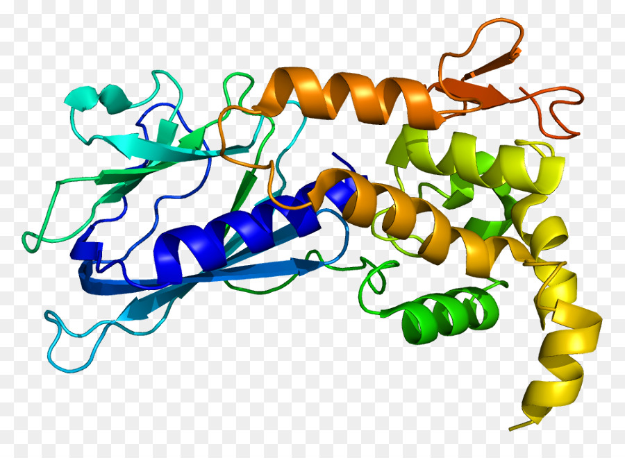 Structure Des Protéines，Biologie PNG