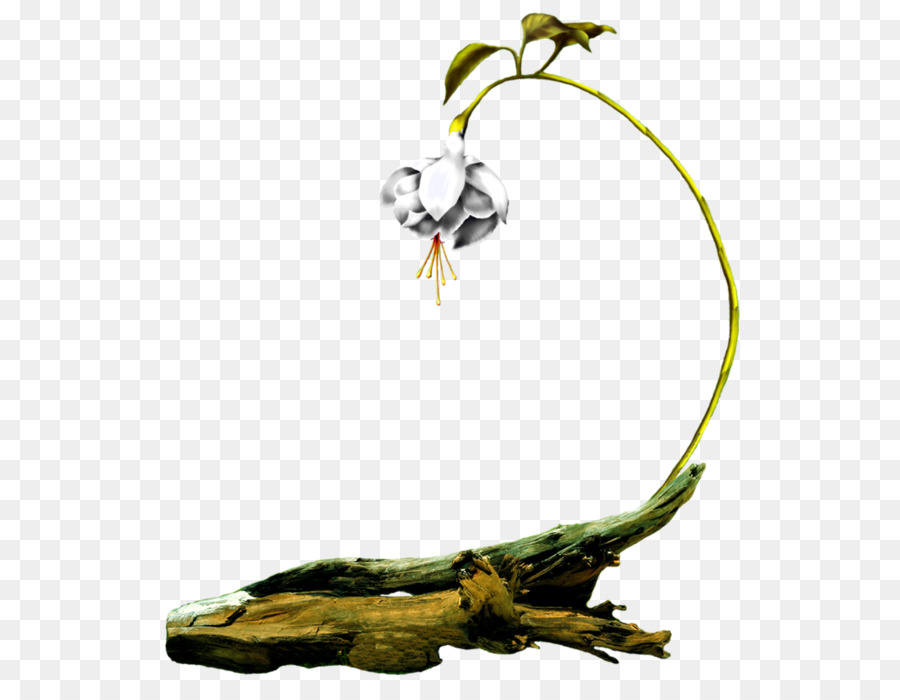 Fleur，Brindille PNG