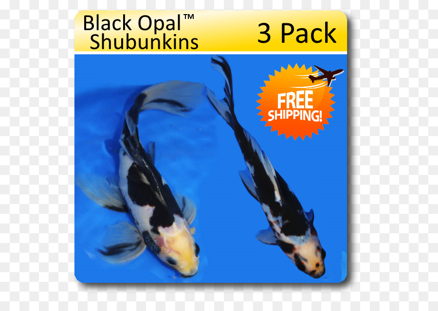 Shubunkin，Koi PNG