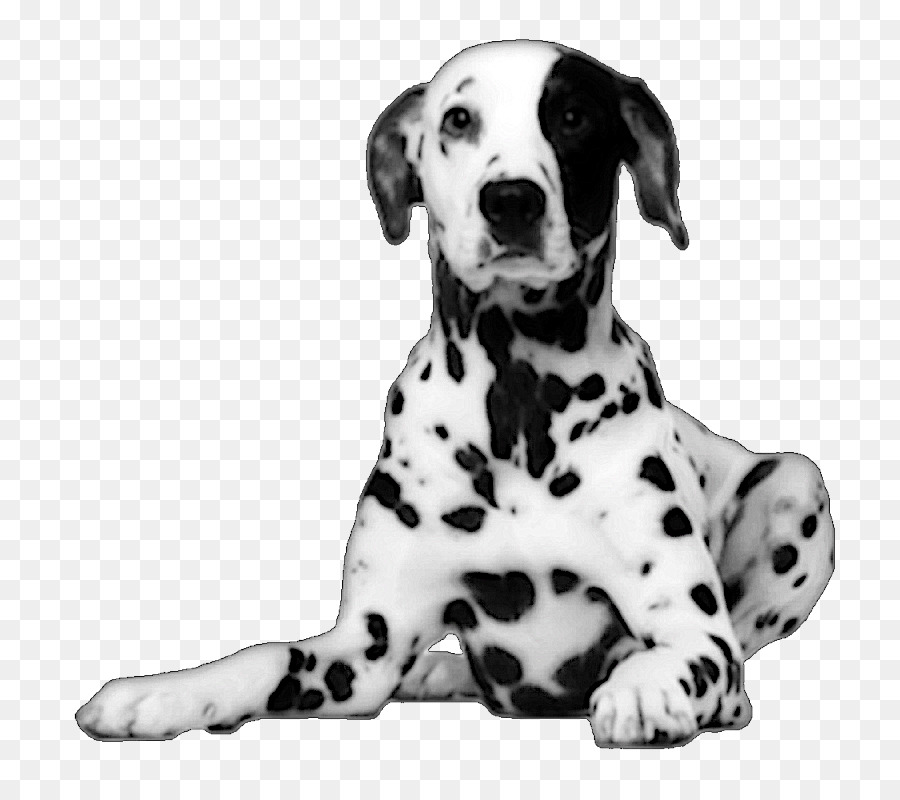 Chiot Dalmatien，Taches PNG