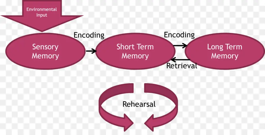 Atkinsonshiffrin Modèle De Mémoire，De Mémoire PNG