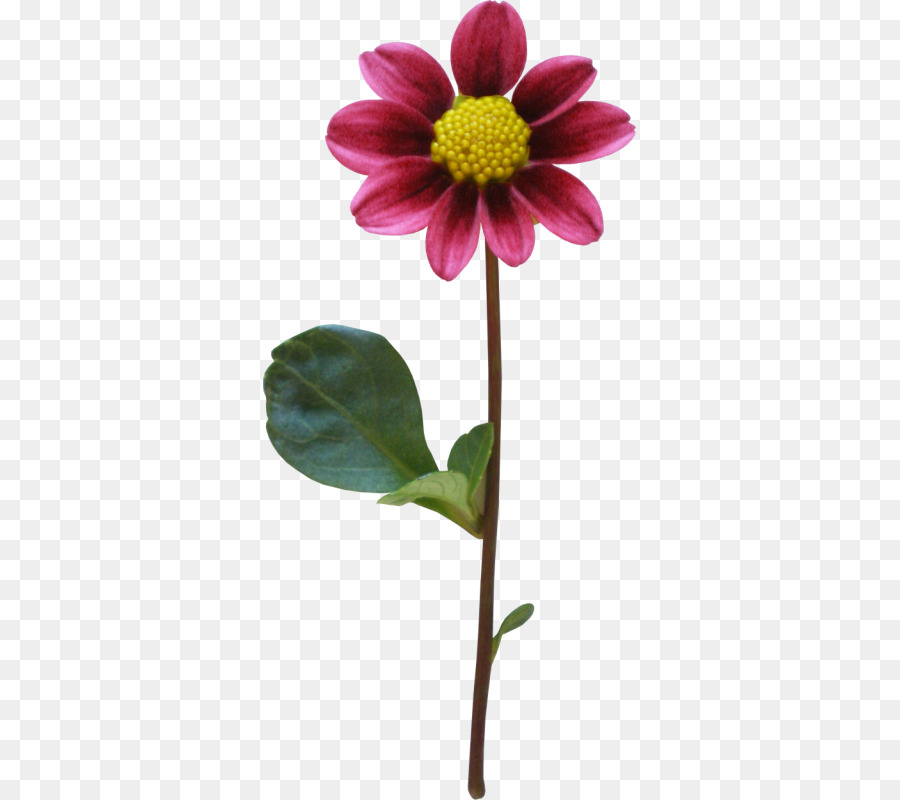 Dahlia，Fleur PNG