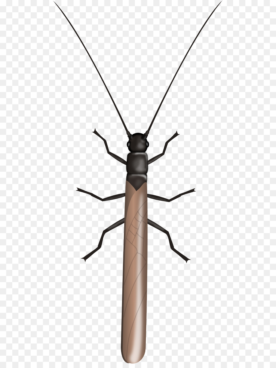 Scarabée，Béormat Longhorn PNG