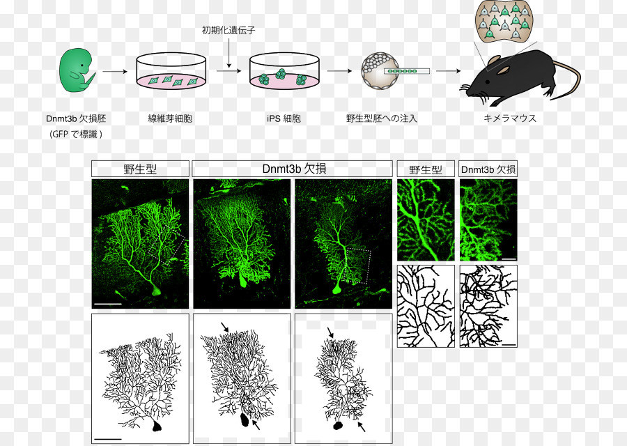 Neurone，Dendrite PNG