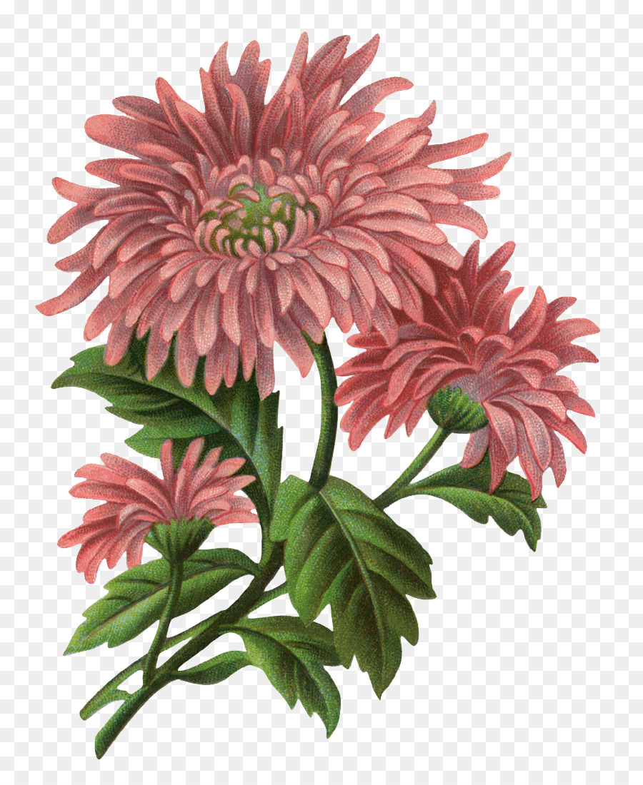 Fleur，Découpage PNG