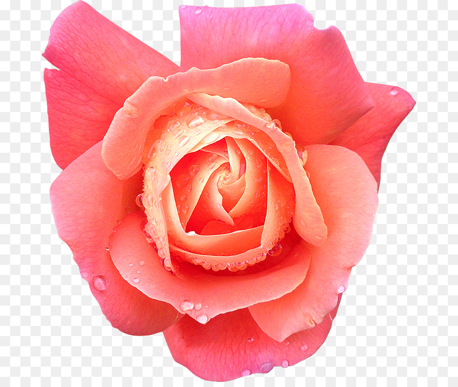 Rose Rose，Fleurir PNG