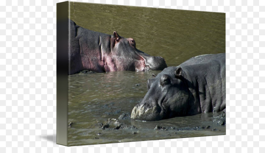 Hippopotame，Faune PNG