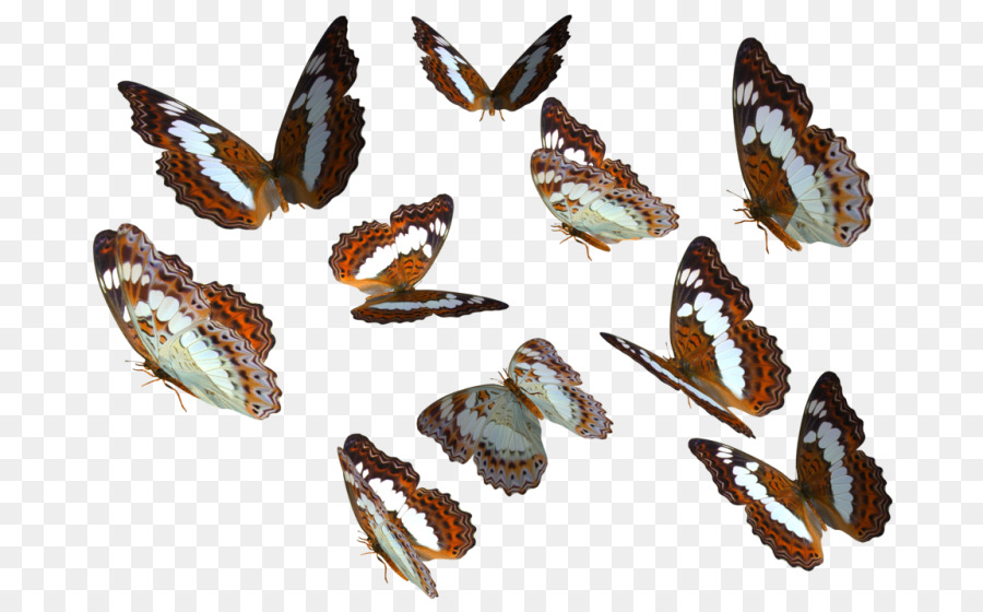 Papillons，Ailes PNG