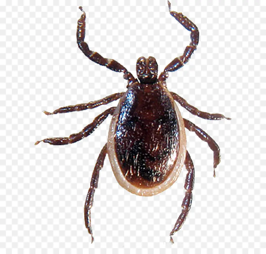 Cocher，Arachnide PNG