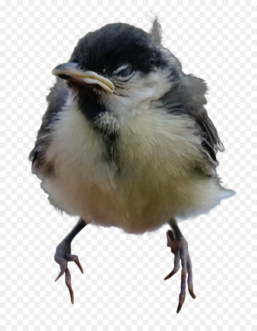 Petit Oiseau，Plumes PNG