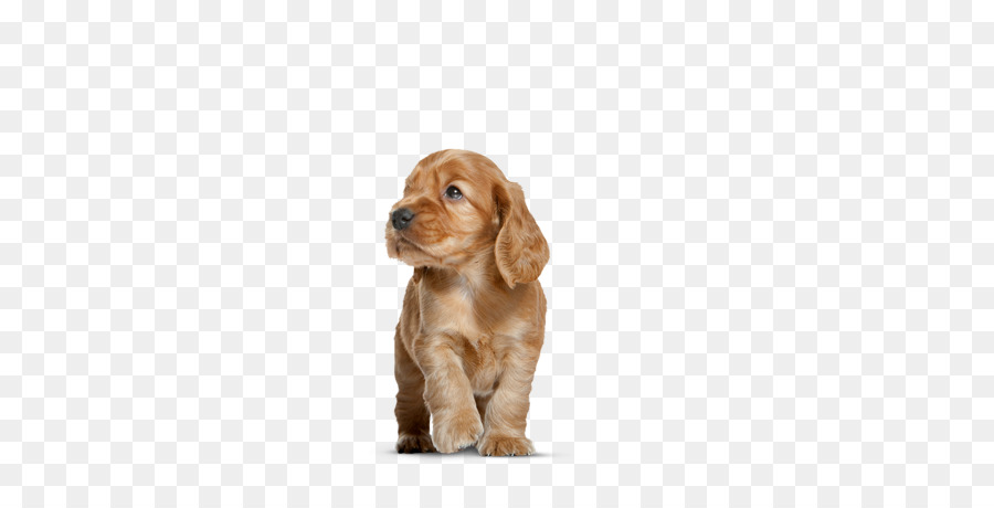 Petit Chiot Brun，Chien PNG