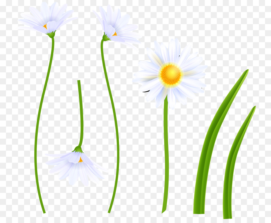 Fleurs，Fleurir PNG