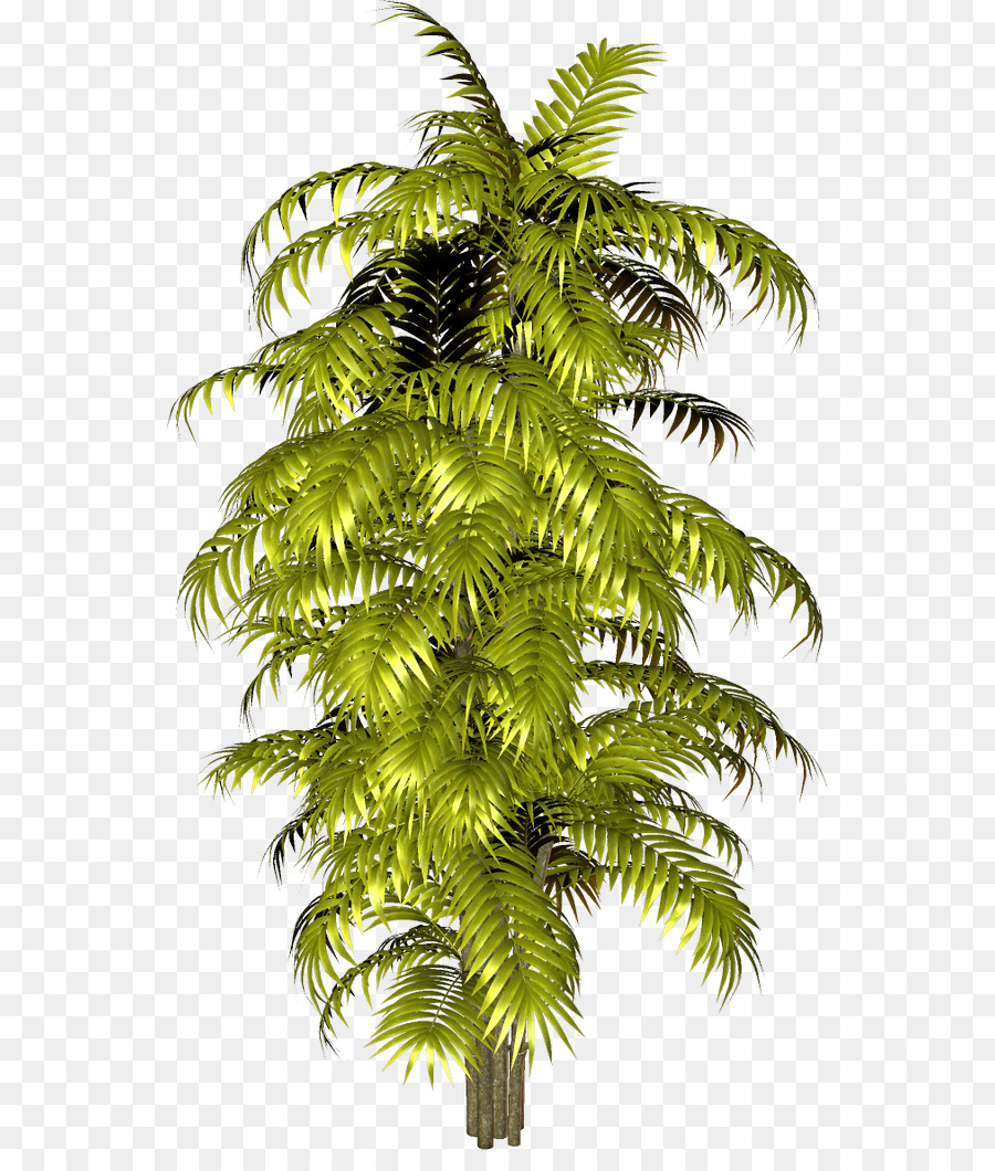 Arecaceae，Yandex PNG