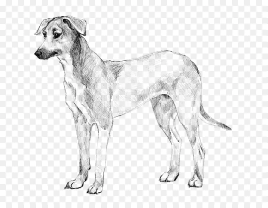 Chien，Animal De Compagnie PNG