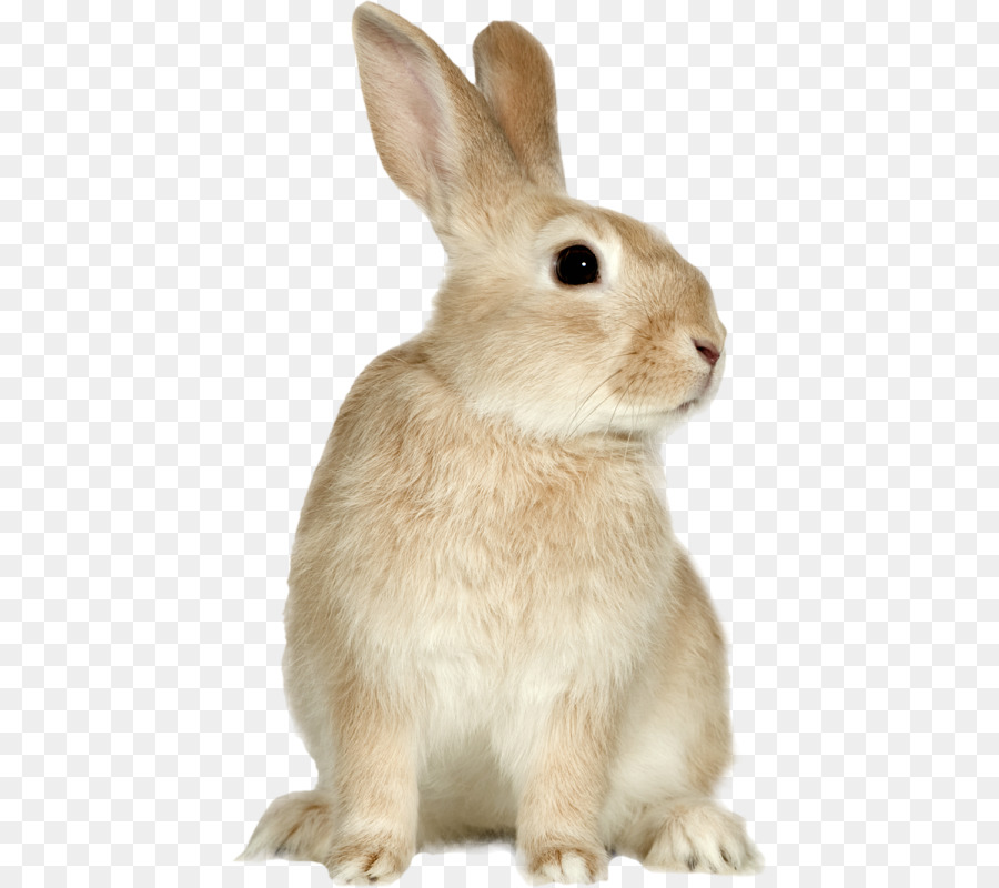 Lapin，Animal De Compagnie PNG