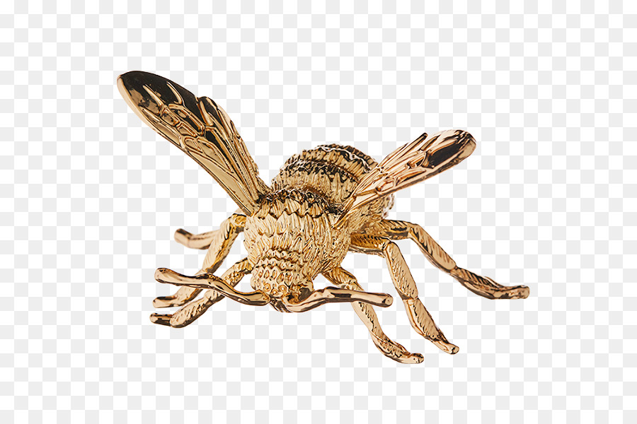 Insecte， PNG