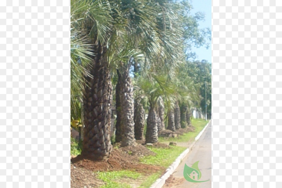 Palmier Dattier Arecaceae Arbre PNG Palmier Dattier Arecaceae Arbre Transparentes PNG