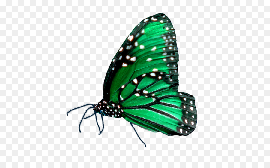 Papillon Monarque，Nature PNG