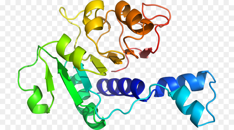 De Granulocytes Facteur Colonystimulating，Colonystimulating Facteur PNG