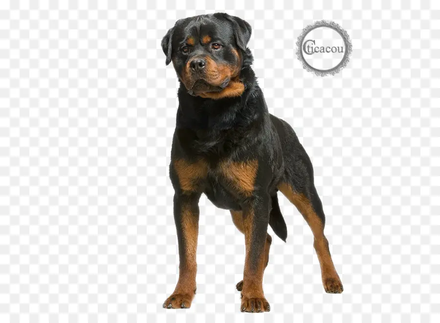 Rottweiler，Noir PNG