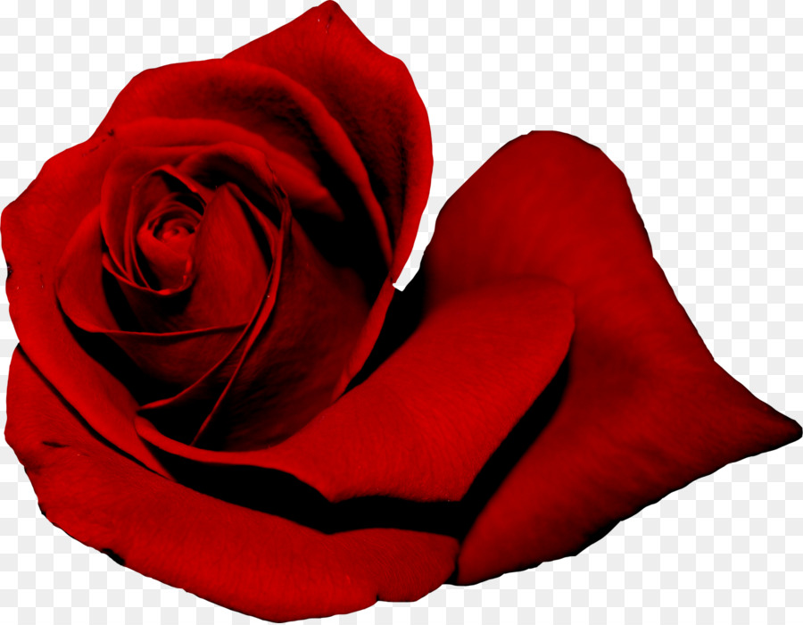 Les Roses De Jardin，Rouge PNG