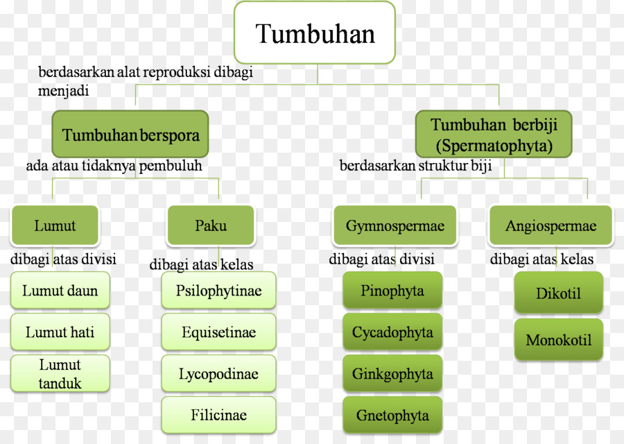 Tableau De Classification Des Plantes，Botanique PNG