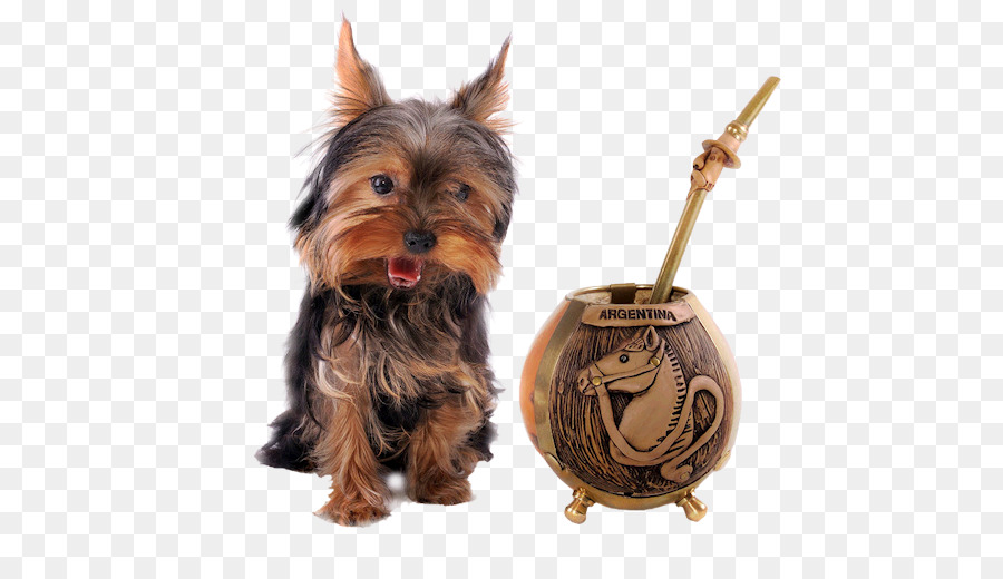 Le Yorkshire Terrier，Terrier Soyeux Australien PNG