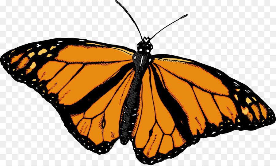 Papillon Monarque，Orange PNG