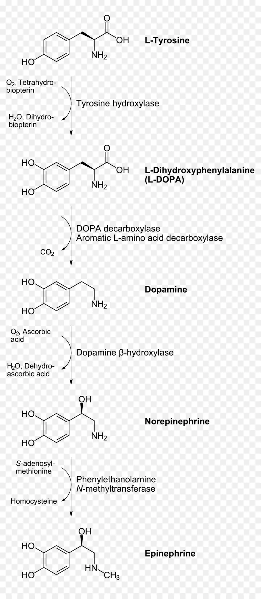 Les Catécholamines，La Biosynthèse De L PNG