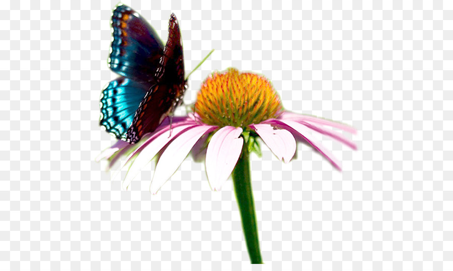 Papillon Monarque，Coopérative Sociale PNG