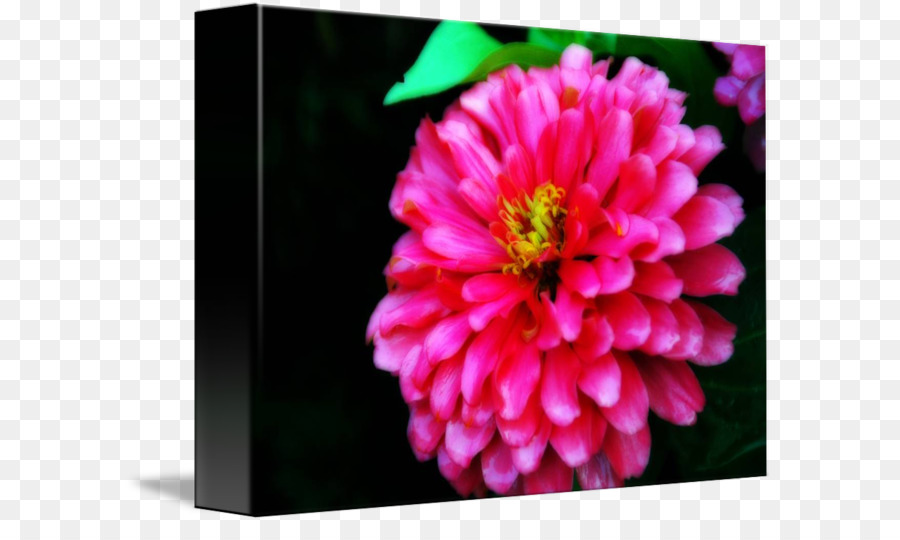 Dahlia，Chrysanthème PNG