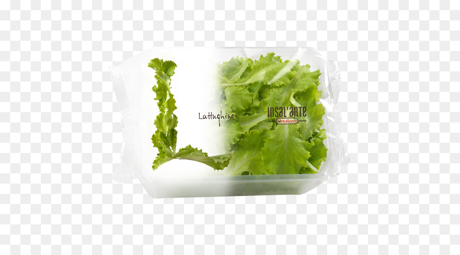 Laitue Romaine，Laitue PNG