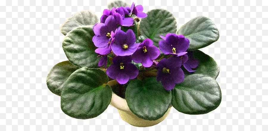 Violette Africaine，Fleur PNG