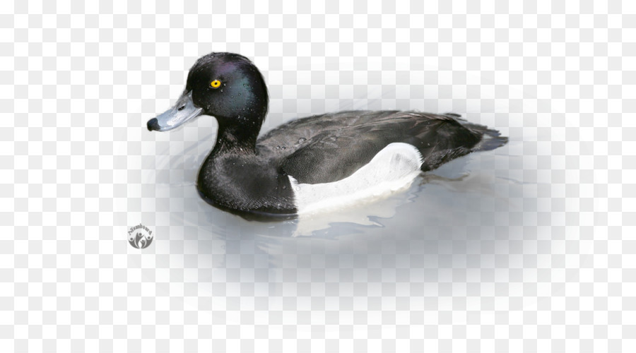 Canard，Eau PNG