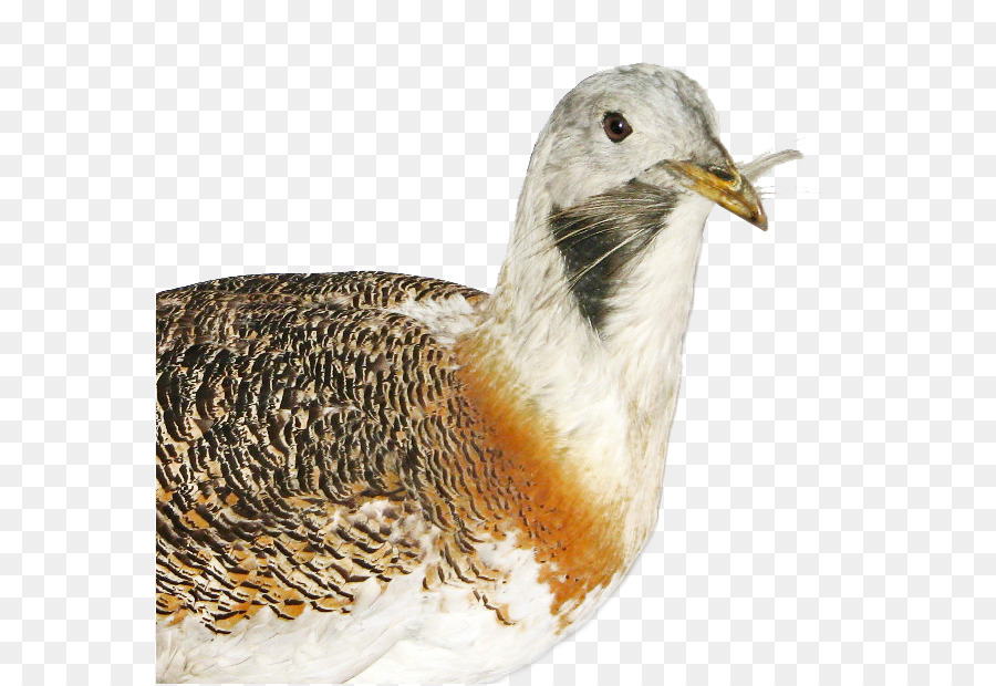 La Grande Outarde，Oiseau PNG