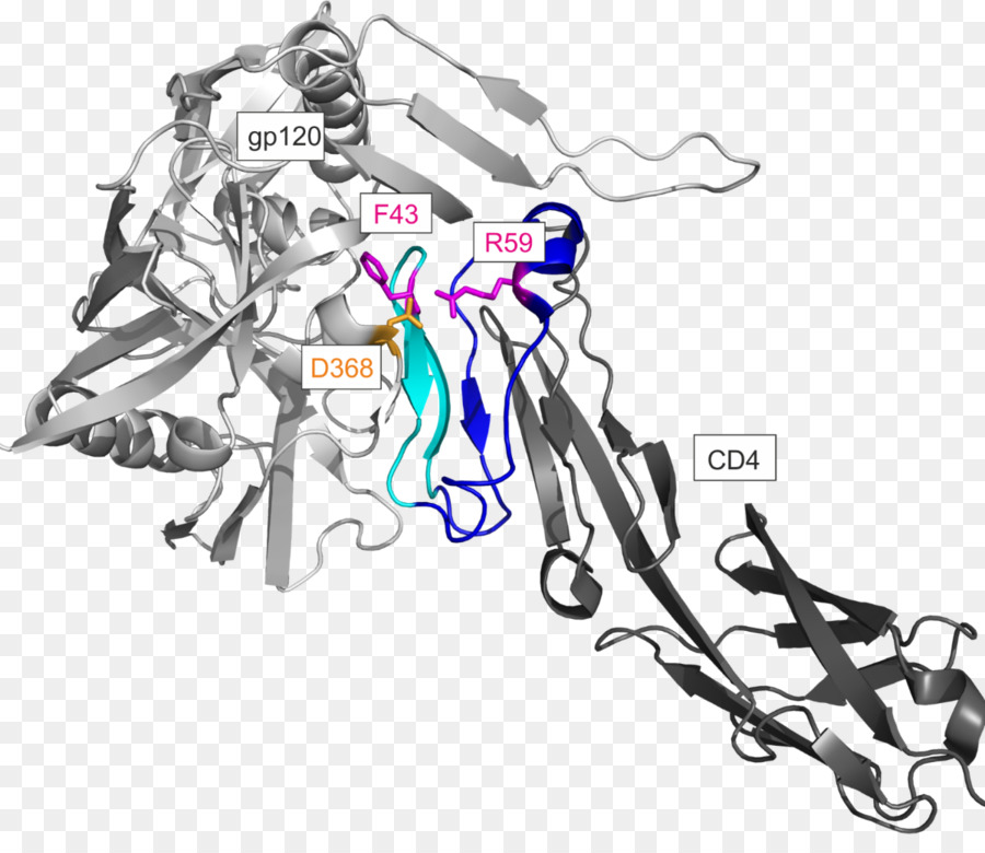 Cd4，Glycoprotéine D Enveloppe Gp120 PNG