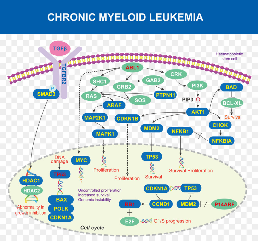 La Leucémie Myéloïde Chronique，Abl PNG