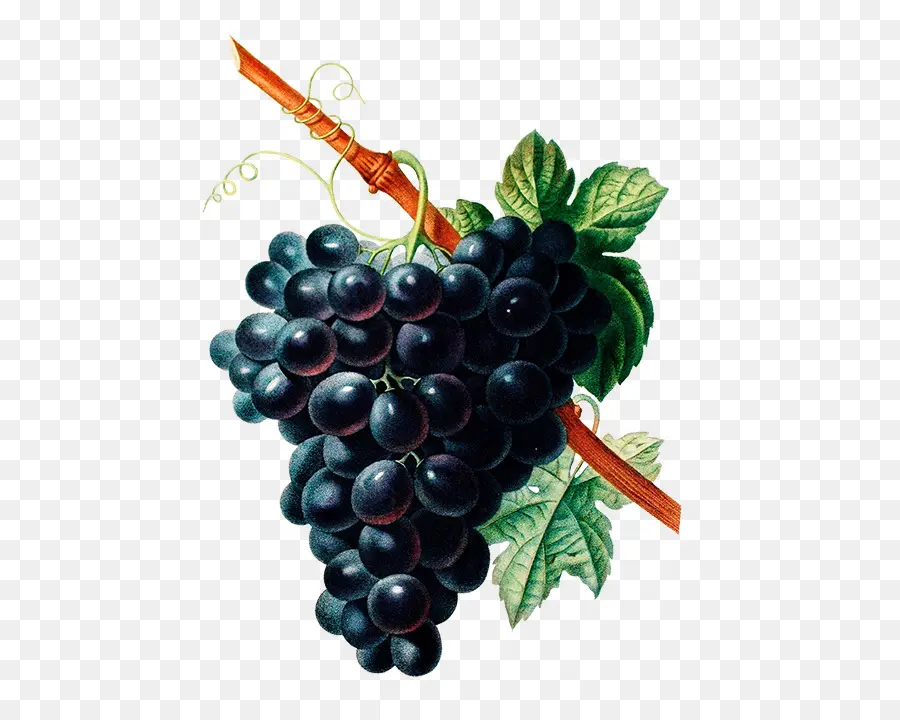 Raisins Noirs，Vigne PNG