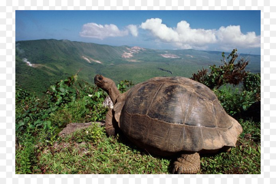 Tortue Géante，Reptile PNG