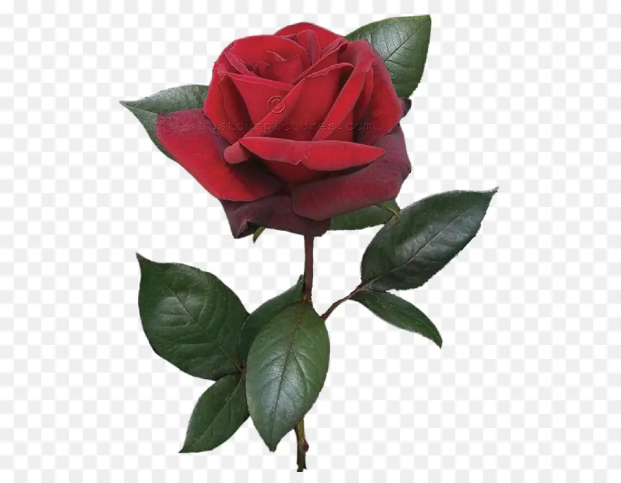 Rose Rouge，Floraison PNG