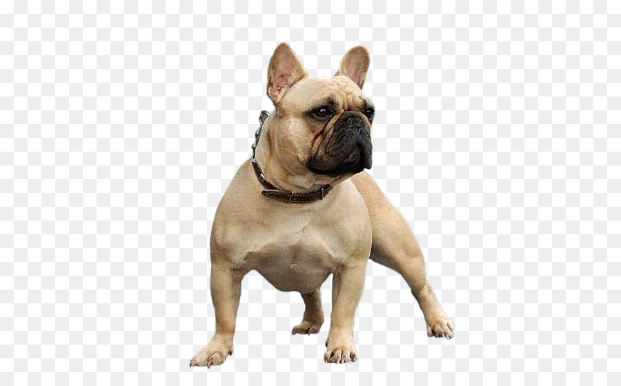 Jouet Bulldog，Bouledogue Français PNG