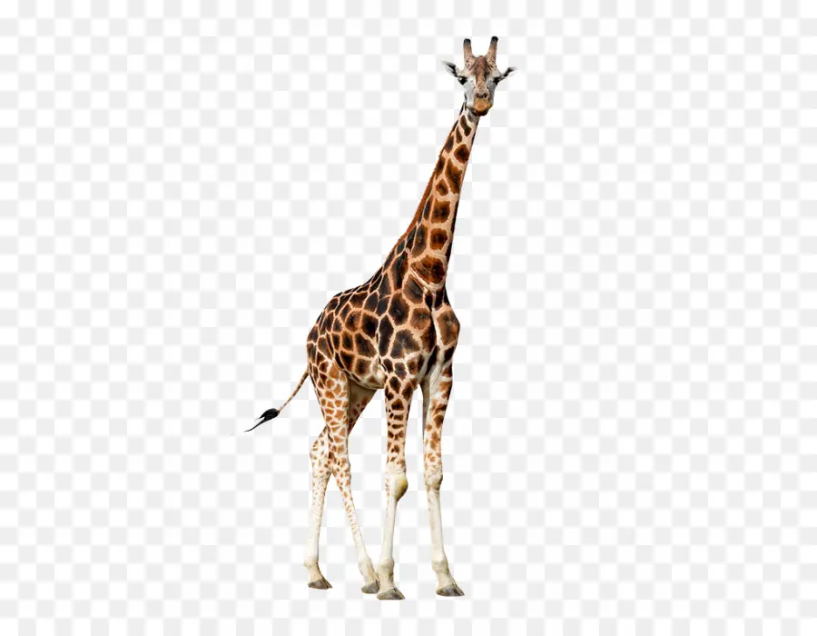 Girafe Assise，Girafe PNG