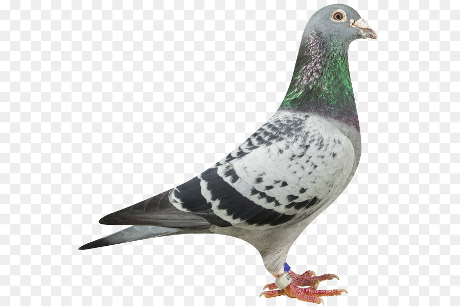 Pigeon，Colombe PNG