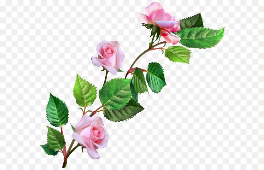 Les Roses De Jardin，Rose PNG