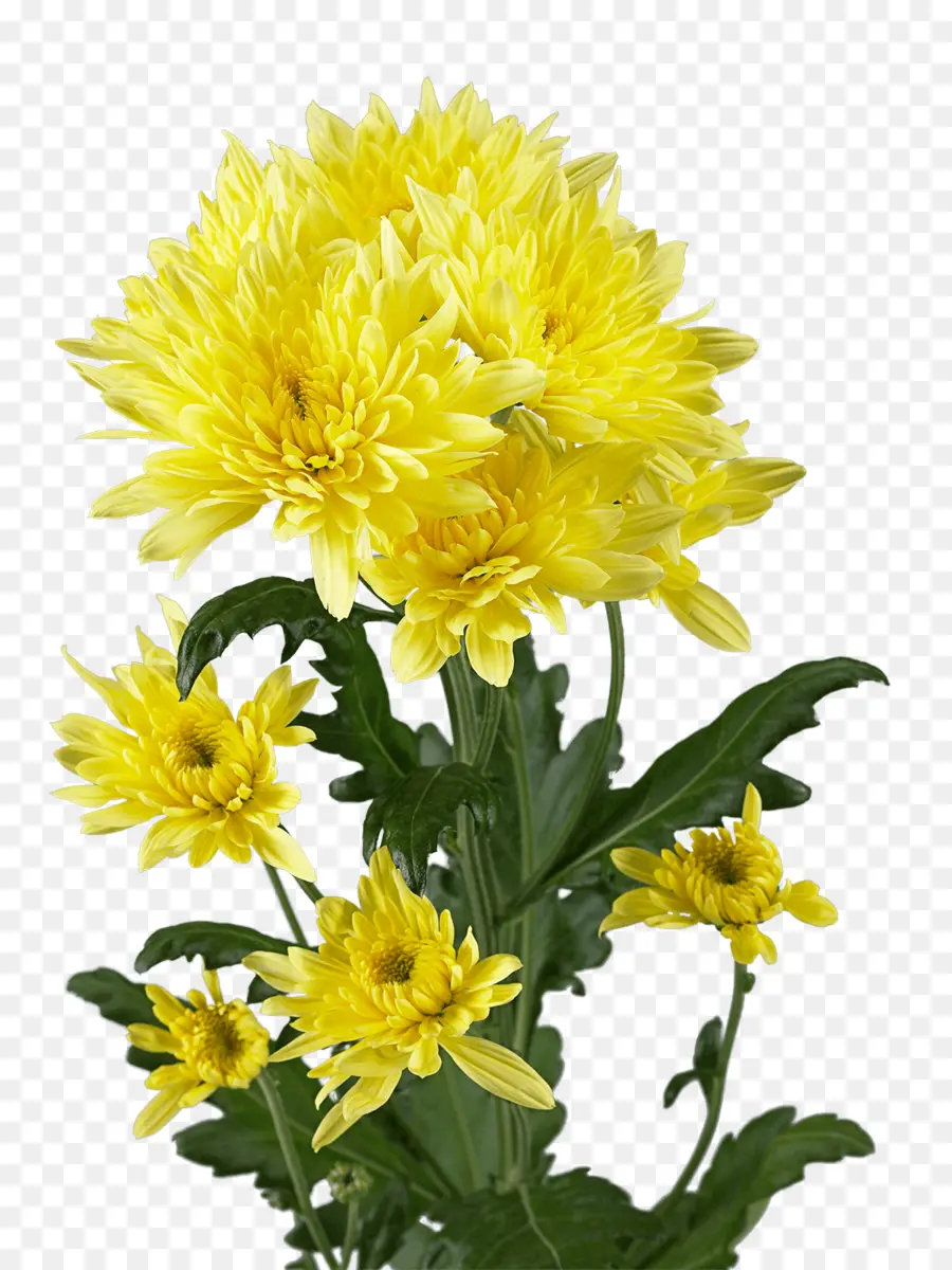 Chrysanthème，Couverture Fleurs PNG